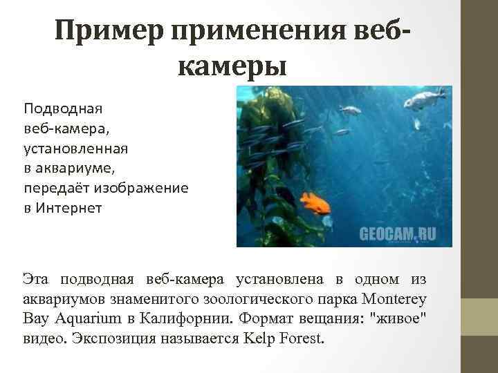 Пример применения вебкамеры Подводная веб-камера, установленная в аквариуме, передаёт изображение в Интернет Эта подводная