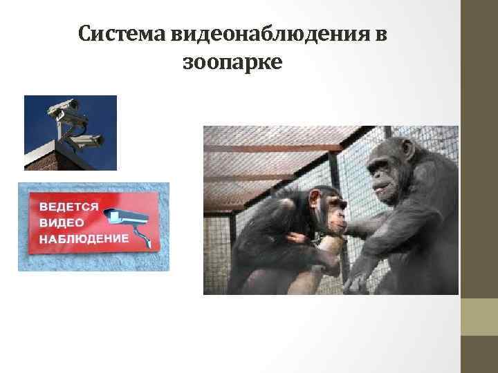 Система видеонаблюдения в зоопарке 
