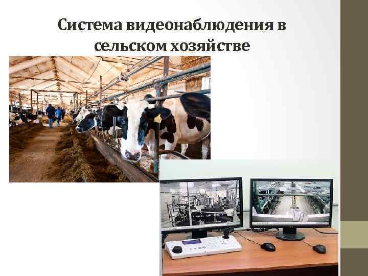 Система видеонаблюдения в сельском хозяйстве 