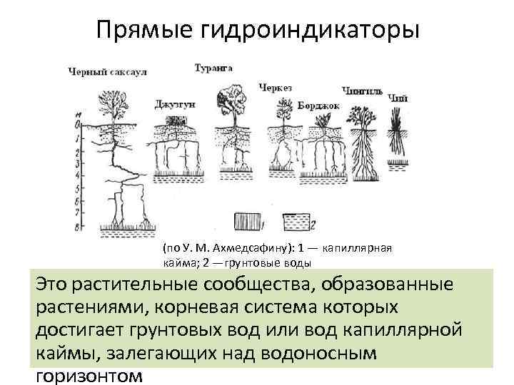 Прямые гидроиндикаторы (по У. М. Ахмедсафину): 1 — капиллярная кайма; 2 —грунтовые воды Это