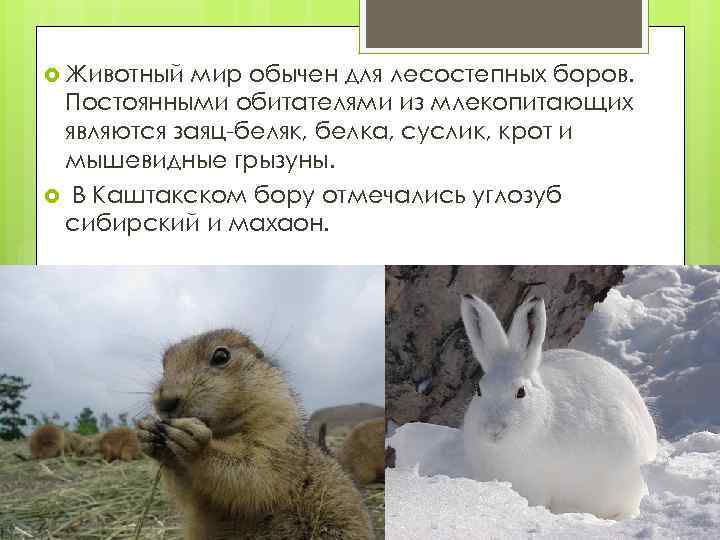  Животный мир обычен для лесостепных боров. Постоянными обитателями из млекопитающих являются заяц-беляк, белка,