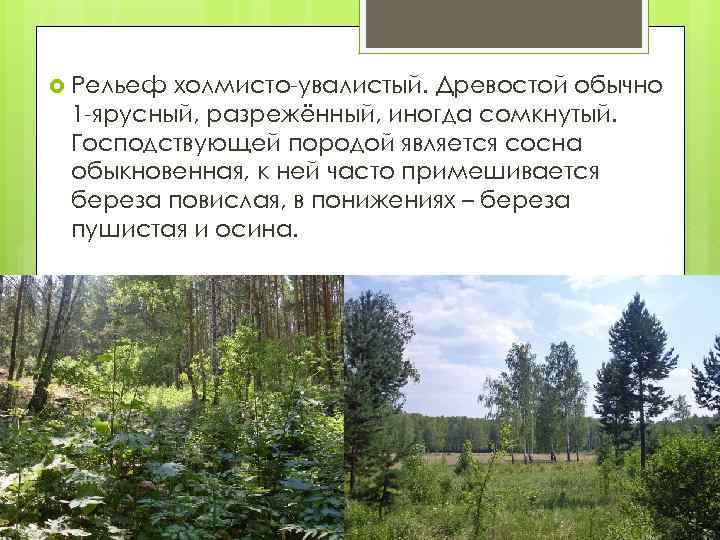  Рельеф холмисто-увалистый. Древостой обычно 1 -ярусный, разрежённый, иногда сомкнутый. Господствующей породой является сосна