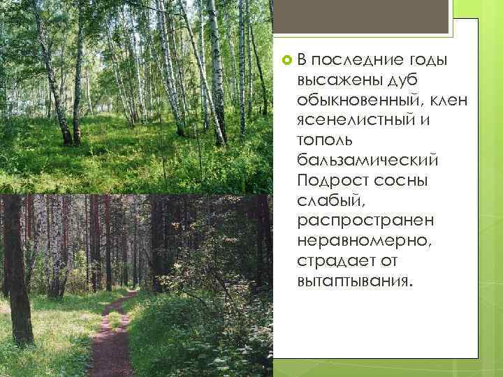  В последние годы высажены дуб обыкновенный, клен ясенелистный и тополь бальзамический Подрост сосны
