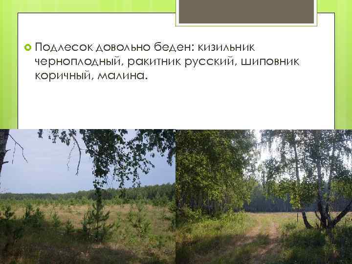  Подлесок довольно беден: кизильник черноплодный, ракитник русский, шиповник коричный, малина. 