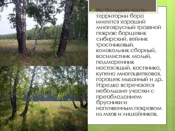  На большей части территории бора имеется хороший многоярусный травяной покров: борщевик сибирский, вейник