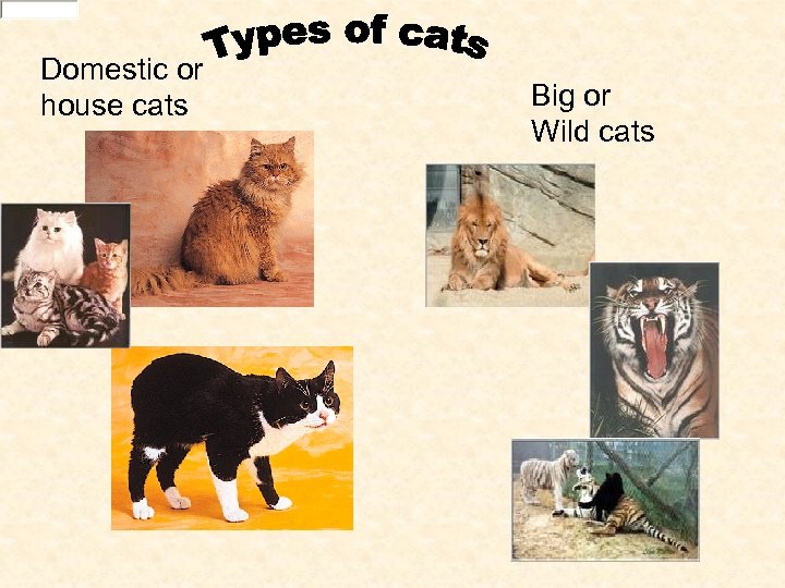 Domestic or house cats Big or Wild cats 