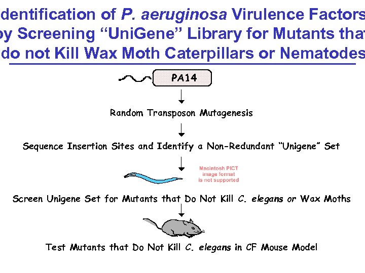 dentification of P. aeruginosa Virulence Factors by Screening “Uni. Gene” Library for Mutants that