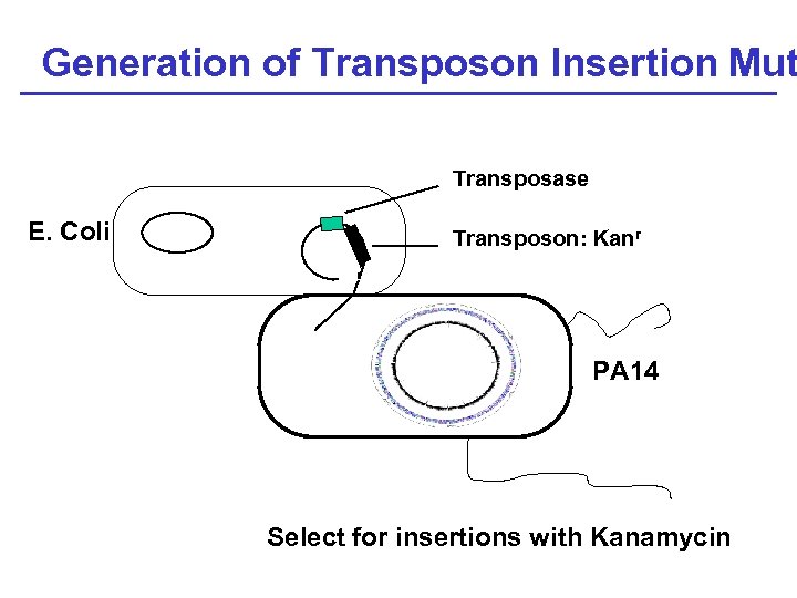 Generation of Transposon Insertion Mut Transposase E. Coli Transposon: Kanr 6 Mb PA 14