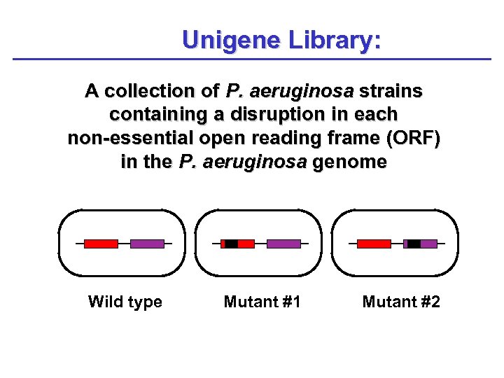 Unigene Library: A collection of P. aeruginosa strains containing a disruption in each non-essential