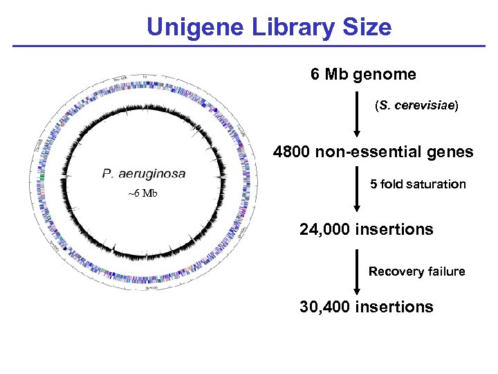 Unigene Library Size 6 Mb genome (S. cerevisiae) 4800 non-essential genes ~6 Mb 5