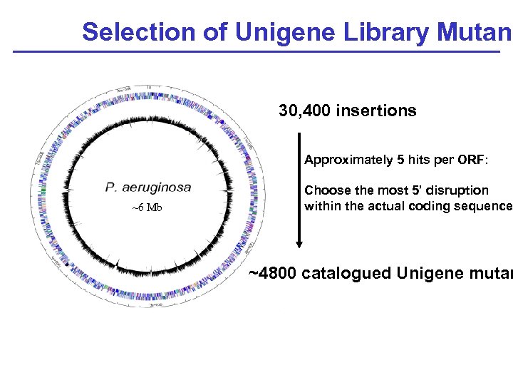 Selection of Unigene Library Mutant 30, 400 insertions Approximately 5 hits per ORF: ~6