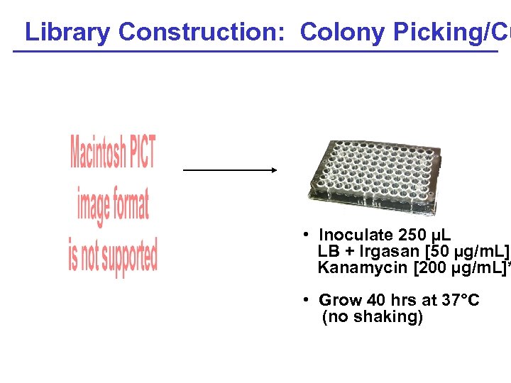 Library Construction: Colony Picking/Cu • Inoculate 250 µL LB + Irgasan [50 µg/m. L]