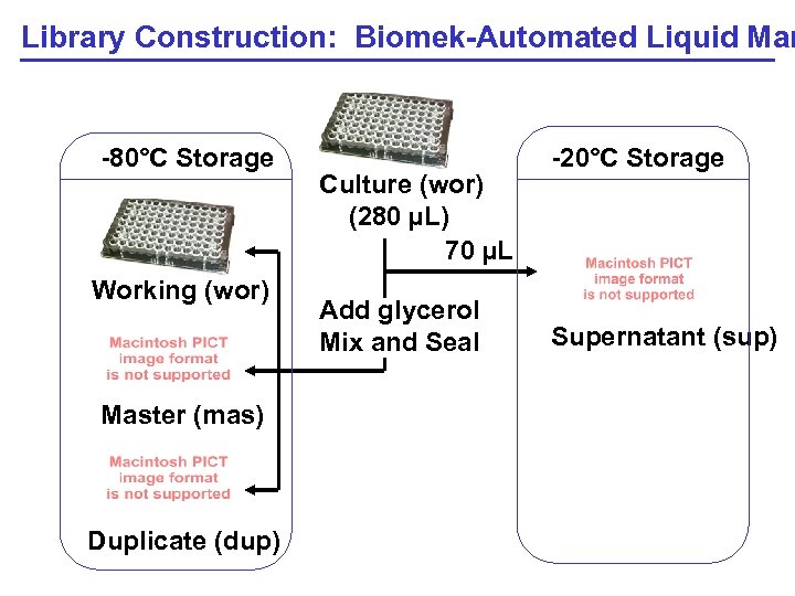 Library Construction: Biomek-Automated Liquid Man -80°C Storage Working (wor) Master (mas) Duplicate (dup) Culture