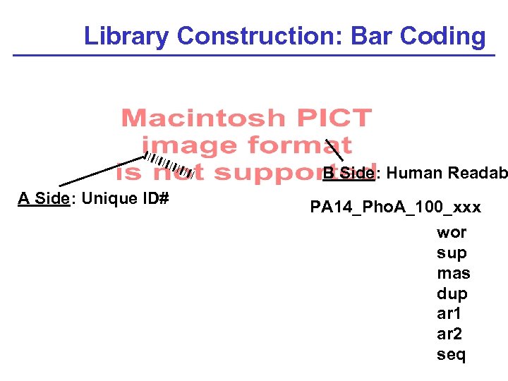 Library Construction: Bar Coding B Side: Human Readab A Side: Unique ID# PA 14_Pho.