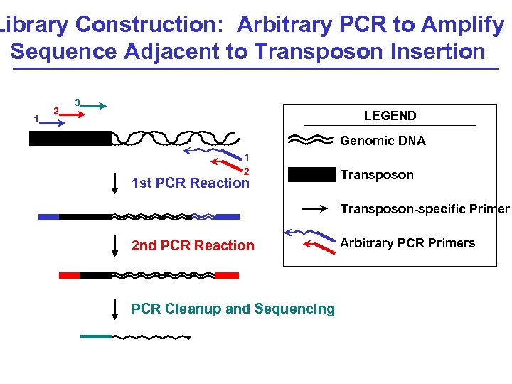 Library Construction: Arbitrary PCR to Amplify Sequence Adjacent to Transposon Insertion 1 2 3