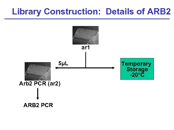 Library Construction: Details of ARB 2 P ar 1 5µL Arb 2 PCR (ar