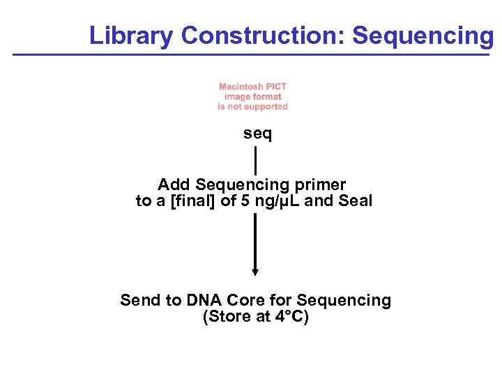 Library Construction: Sequencing seq Add Sequencing primer to a [final] of 5 ng/µL and