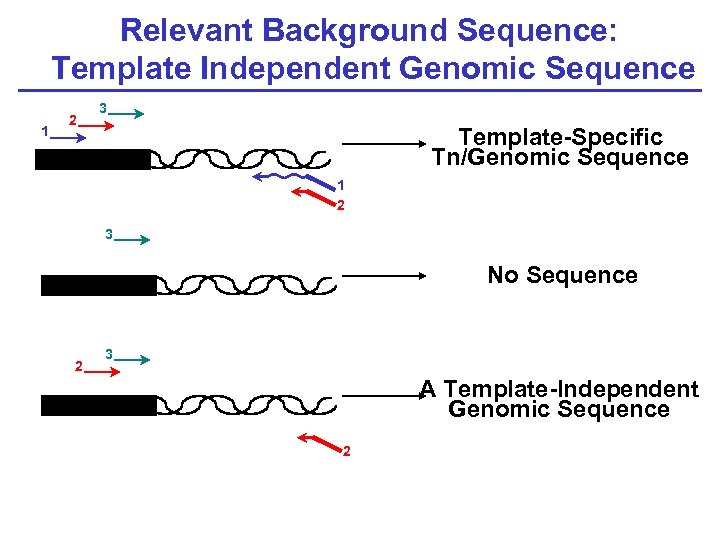 Relevant Background Sequence: Template Independent Genomic Sequence 1 2 3 Template-Specific Tn/Genomic Sequence 1
