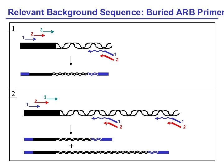 Relevant Background Sequence: Buried ARB Primer 1 3 2 1 1 2 2 1