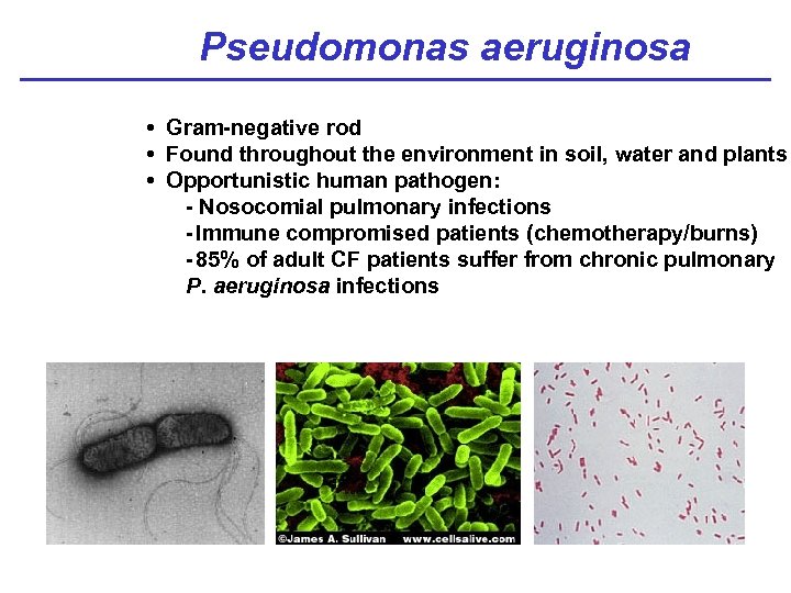 Pseudomonas aeruginosa • Gram-negative rod • Found throughout the environment in soil, water and