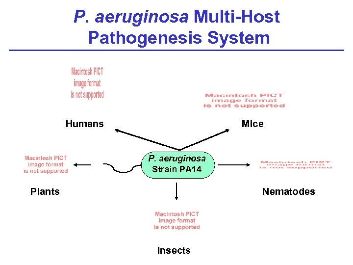 P. aeruginosa Multi-Host Pathogenesis System Humans Mice P. aeruginosa Strain PA 14 Plants Nematodes
