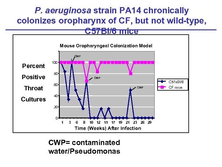 P. aeruginosa strain PA 14 chronically colonizes oropharynx of CF, but not wild-type, C