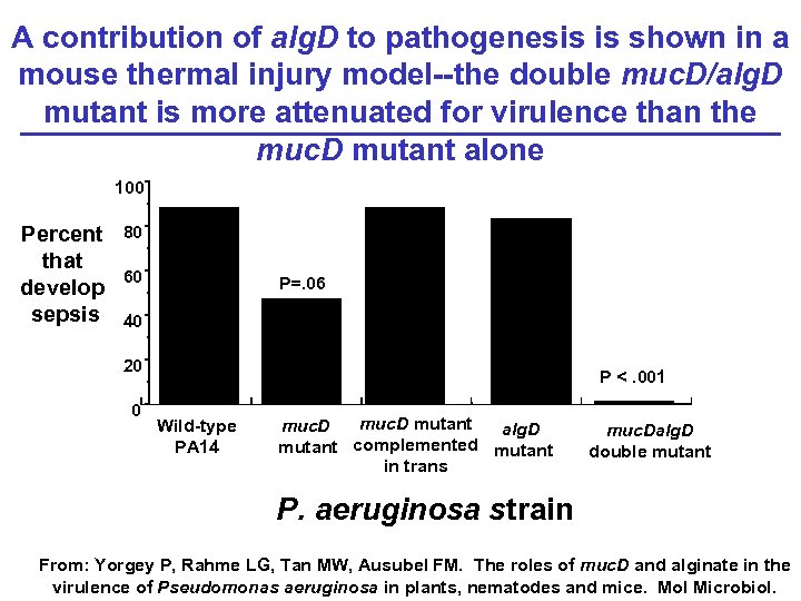 A contribution of alg. D to pathogenesis is shown in a mouse thermal injury