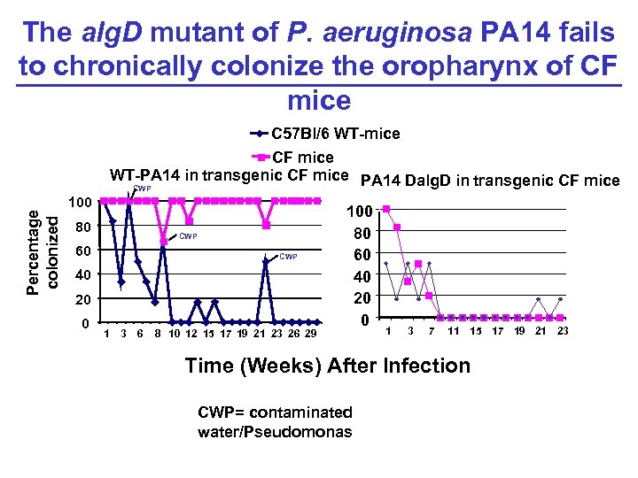 The alg. D mutant of P. aeruginosa PA 14 fails to chronically colonize the
