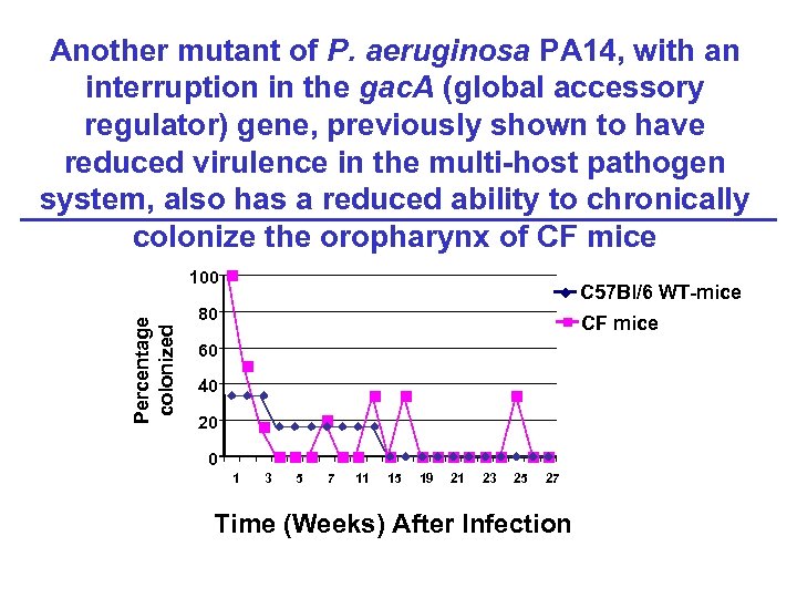 Another mutant of P. aeruginosa PA 14, with an interruption in the gac. A