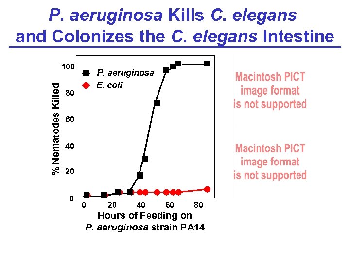 P. aeruginosa Kills C. elegans and Colonizes the C. elegans Intestine % Nematodes Killed