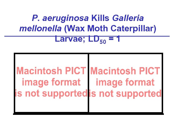 P. aeruginosa Kills Galleria mellonella (Wax Moth Caterpillar) Larvae; LD 50 = 1 