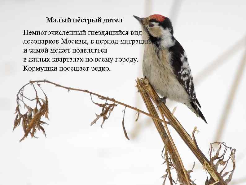 Малый пёстрый дятел Немногочисленный гнездящийся вид лесопарков Москвы, в период миграций и зимой может
