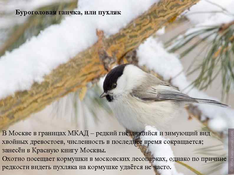 Буроголовая гаичка, или пухляк В Москве в границах МКАД – редкий гнездящийся и зимующий