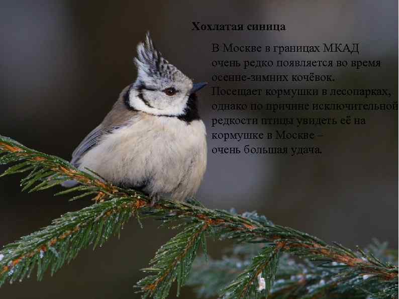 Хохлатая синица В Москве в границах МКАД очень редко появляется во время осенне-зимних кочёвок.