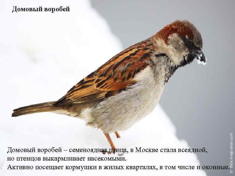 Домовый воробей – семеноядная птица, в Москве стала всеядной, но птенцов выкармливает насекомыми. Активно