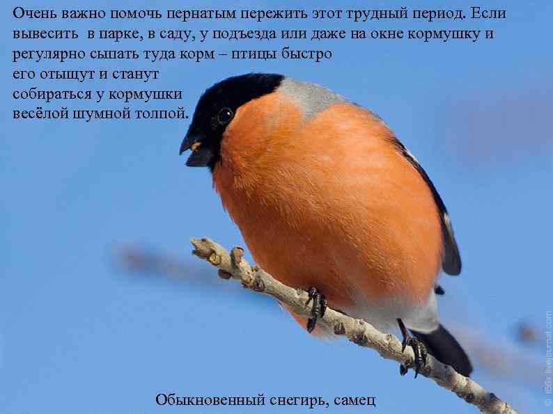 Очень важно помочь пернатым пережить этот трудный период. Если вывесить в парке, в саду,