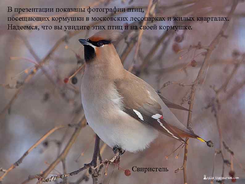 В презентации показаны фотографии птиц, посещающих кормушки в московских лесопарках и жилых кварталах. Надеемся,