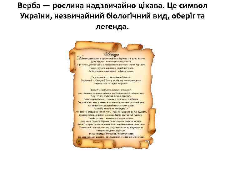 Верба — рослина надзвичайно цікава. Це символ України, незвичайний біологічний вид, оберіг та легенда.