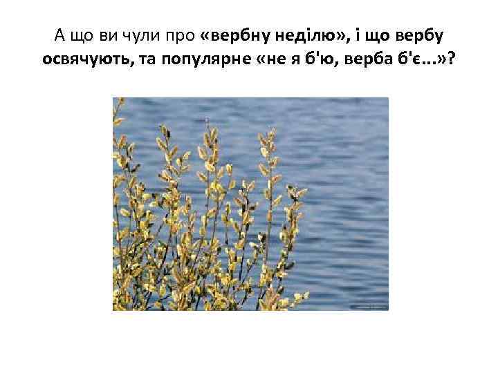 А що ви чули про «вербну неділю» , і що вербу освячують, та популярне