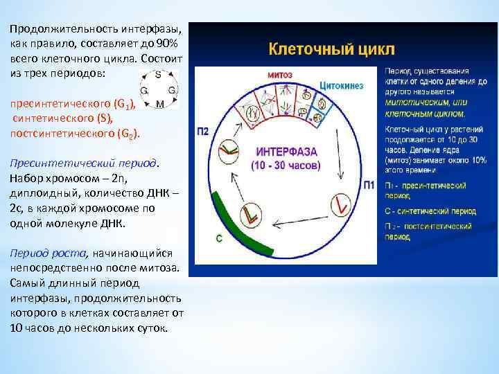 Интерфаза клетки процессы