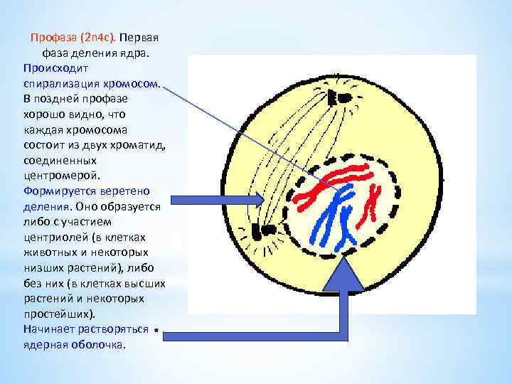 Интерфаза клетки. Профаза 2. Продолжительность интерфазы. Профаза схема. Интерфаза хромосомы спирализуются.