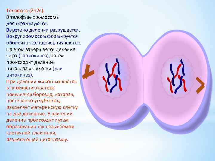 Телофаза 2n2c рисунок