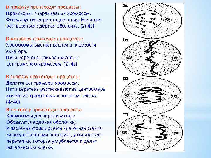 Спирализация хромосом происходит в. Профаза спирализация хромосом. В какой фазе образуется Веретено деления. Профаза происходящие процессы.