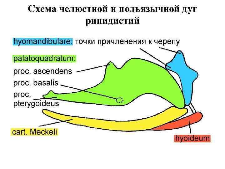 Схема челюстной и подъязычной дуг рипидистий 