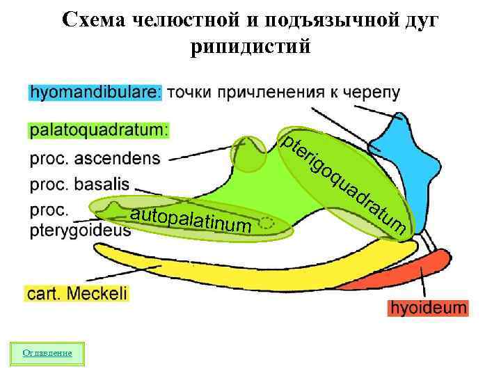 Схема челюстной и подъязычной дуг рипидистий pt er autopalat inum Оглавление igo qu ad