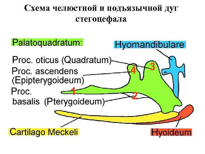 Схема челюстной и подъязычной дуг стегоцефала 4 1 2 3 