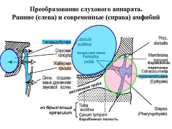 Схема черепа млекопитающих по веберу