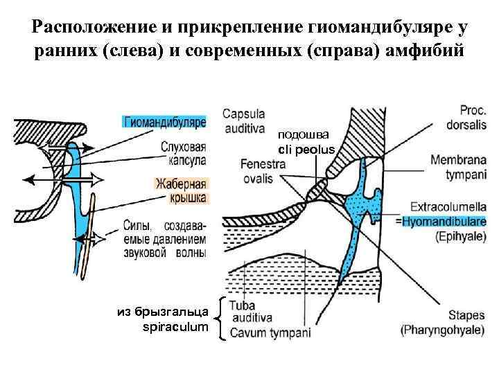Расположение и прикрепление гиомандибуляре у ранних (слева) и современных (справа) амфибий подошва cli peolus