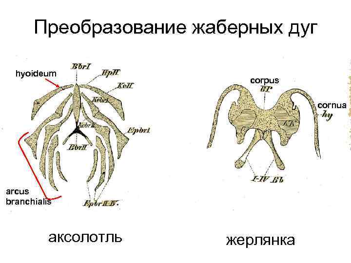 Преобразование жаберных дуг hyoideum corpus cornua arcus branchialis аксолотль жерлянка 