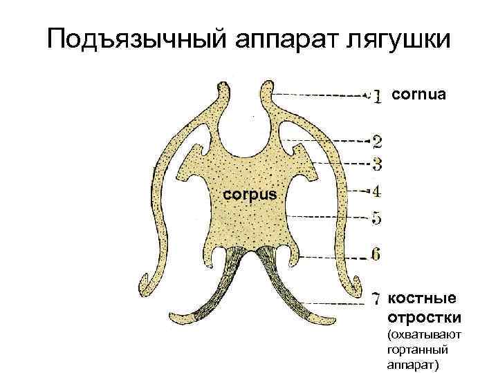 Подъязычный аппарат лягушки cornua corpus костные отростки (охватывают гортанный аппарат) 